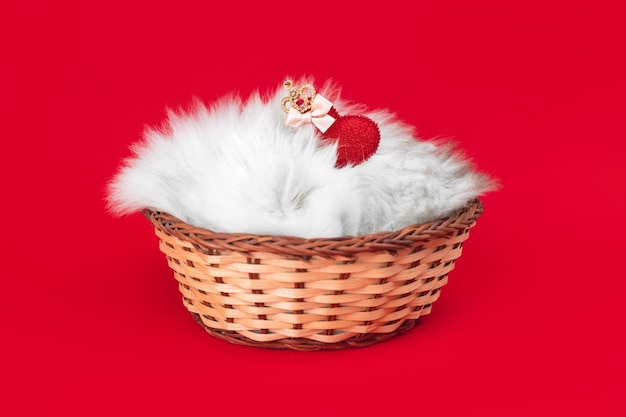 Lindo gatito con corazón rojo. Día de San Valentín, fondo rojo. Amor, postal del 14 de febrero o diseño de saludos. Foto de raza británica de pelo largo