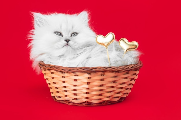 Lindo gatito con corazones. Día de San Valentín, fondo rojo. Amor, postal del 14 de febrero o diseño de saludos. Foto de raza británica de pelo largo