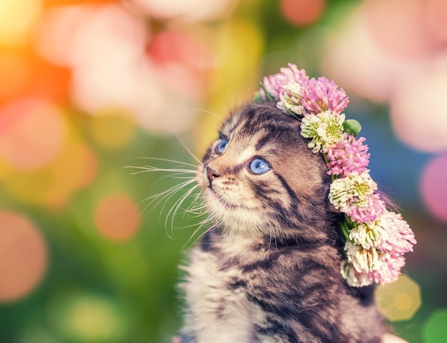 Lindo gatito coronado con una guirnalda de trébol