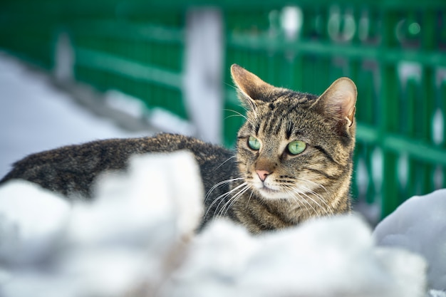 Un lindo gatito descansando en la nieve con una valla verde en el fondo. Está en Bucarest (Rumania)