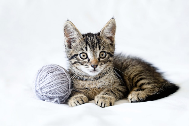 Lindo gatito divertido está mintiendo sobre un fondo blanco y jugando con una bola de hilo.