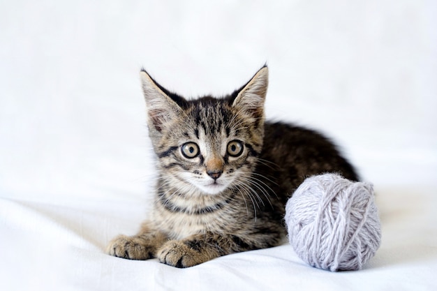 Lindo gatito divertido está mintiendo sobre un fondo blanco y jugando con una bola de hilo.