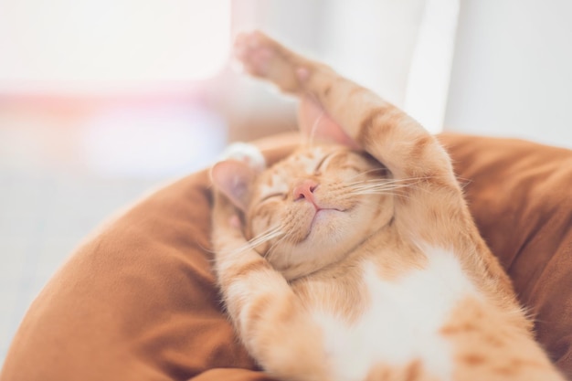 Foto lindo gatito durmiendo en la almohada en el fondo de casaconcepto de criar mascotas y animales en la casa para estar sanos y felices
