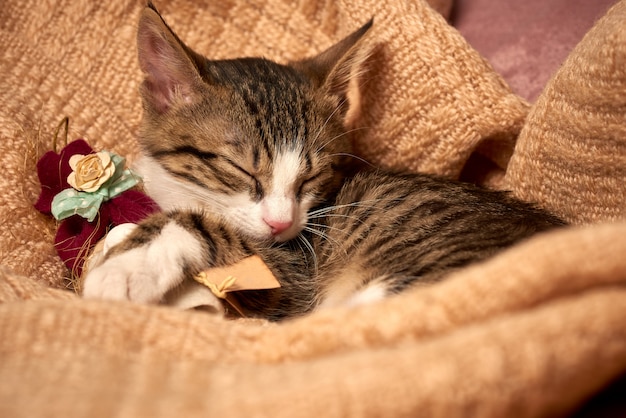 Lindo gatito durmiendo en la cama sobre una manta