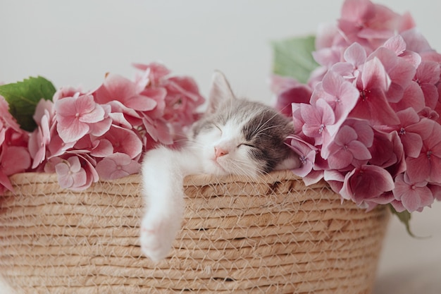 Lindo gatito durmiendo en una canasta con hermosas flores rosadas. Retrato de adorable gatito gris y blanco durmiendo una siesta con flores de hortensias en la canasta. Concepto de adopción. Dulces sueños