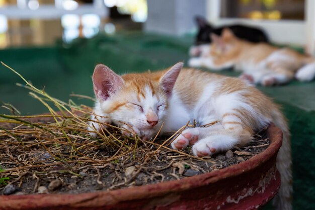 Lindo gatito durmiendo