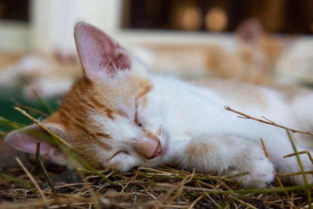 Lindo gatito durmiendo