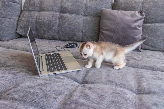 Lindo gatito escocés con una computadora portátil en el sofá