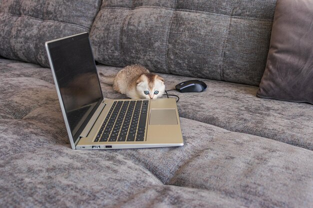 Lindo gatito escocés con una computadora portátil en el sofá