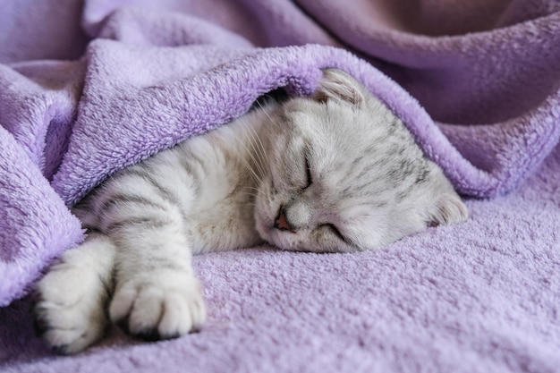 Foto un lindo gatito escocés duerme bajo una manta morada estilo de vida hogareño acogedor