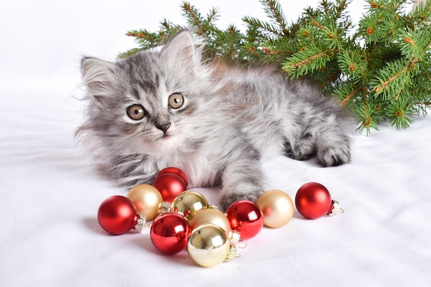 Un lindo gatito escocés está sentado junto a bolas de cristal rojas. Una postal de año nuevo y Navidad con un gato.