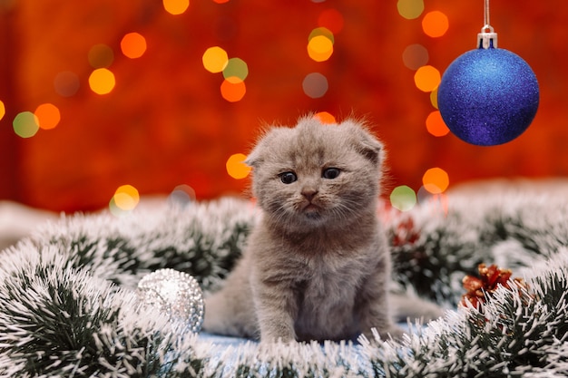 Lindo gatito escocés con fondo de Navidad