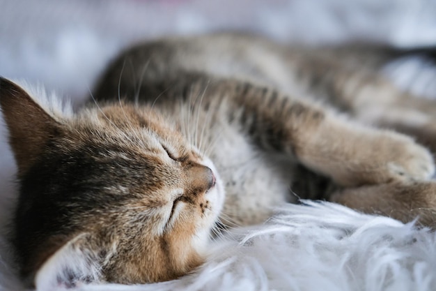 Lindo gatito escocés de raza recta duerme dulcemente en una sábana blanca