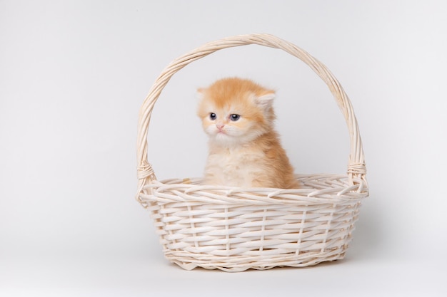 Lindo gatito esponjoso en una canasta aislado sobre un fondo blanco.