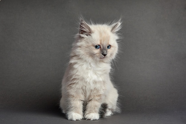 Lindo gatito esponjoso contra un fondo claro Espacio para texto