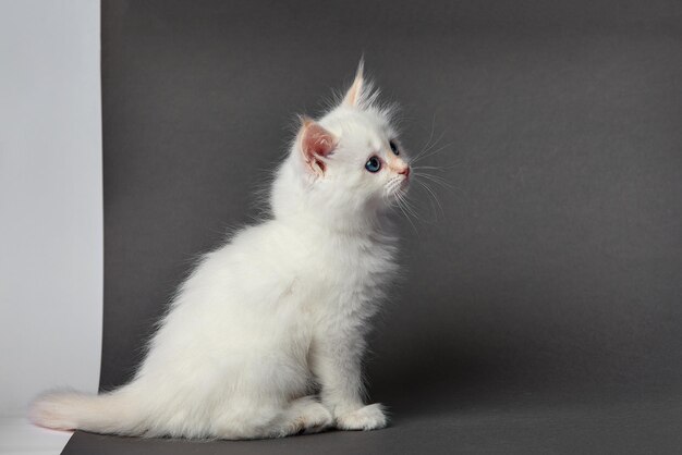 Lindo gatito esponjoso contra un fondo claro Espacio para texto