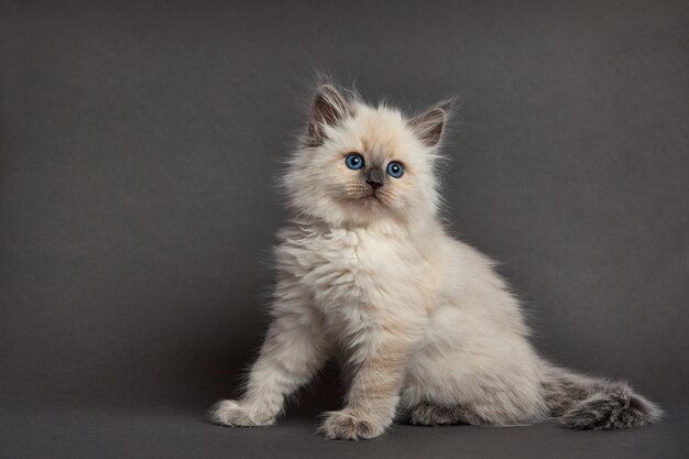 Lindo gatito esponjoso contra un fondo claro Espacio para texto