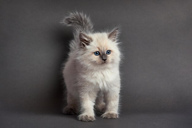 Lindo gatito esponjoso contra un fondo claro Espacio para texto