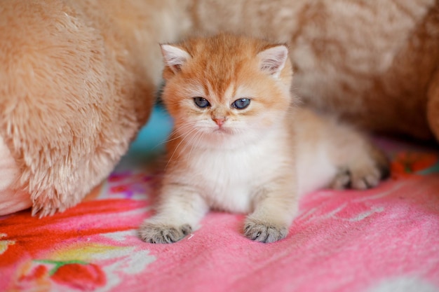 Lindo gatito esponjoso está acostado en el sofá