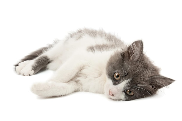 Lindo gatito esponjoso gris y blanco mintiendo y mirando aislado sobre fondo blanco.
