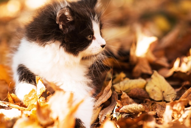 Lindo gatito esponjoso entre hojas amarillas en otoño