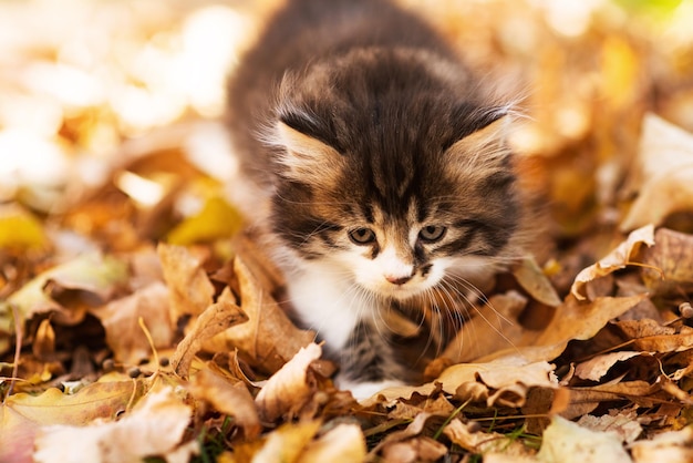 Lindo gatito esponjoso entre hojas amarillas en otoño