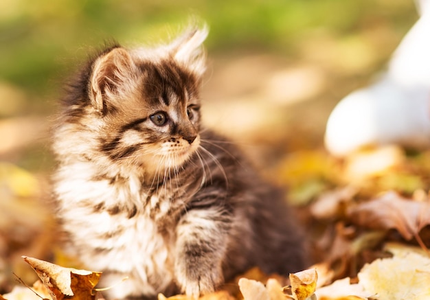 Lindo gatito esponjoso entre hojas amarillas en otoño