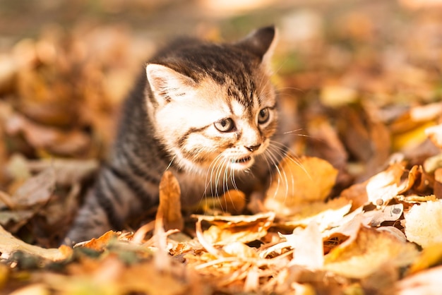 Lindo gatito esponjoso entre hojas amarillas en otoño