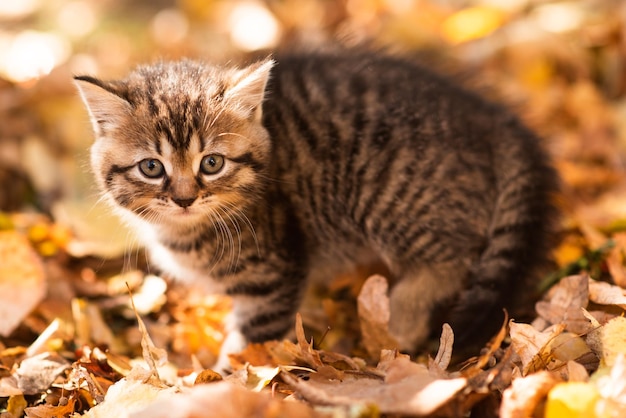 Lindo gatito esponjoso entre hojas amarillas en otoño