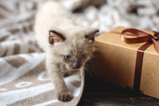 Lindo gatito esponjoso jugando con regalo en una manta suave