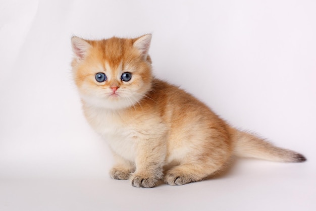 Lindo gatito esponjoso de raza británica sobre un fondo blanco.