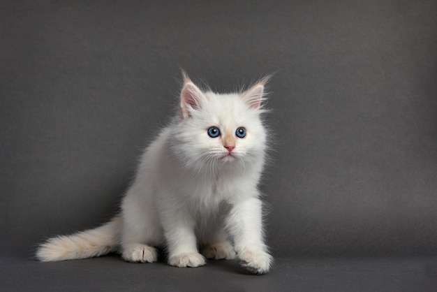 Lindo gatito esponjoso sobre fondo gris Espacio para texto