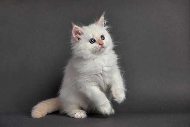 Lindo gatito esponjoso sobre fondo gris Espacio para texto