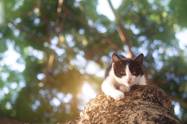 El lindo gatito está atrapado en el árbol esperando la ayuda del equipo de rescate.