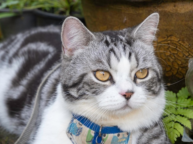 Lindo gatito feliz relajándose en el jardín al aire libre en casa