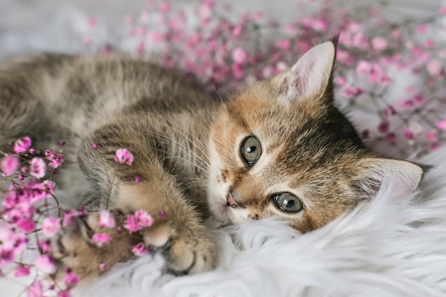 Lindo gatito y flores rosas Un pequeño gato yace sobre una manta y mira a la cámara