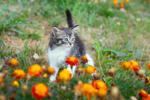 Lindo gatito en flores en verano