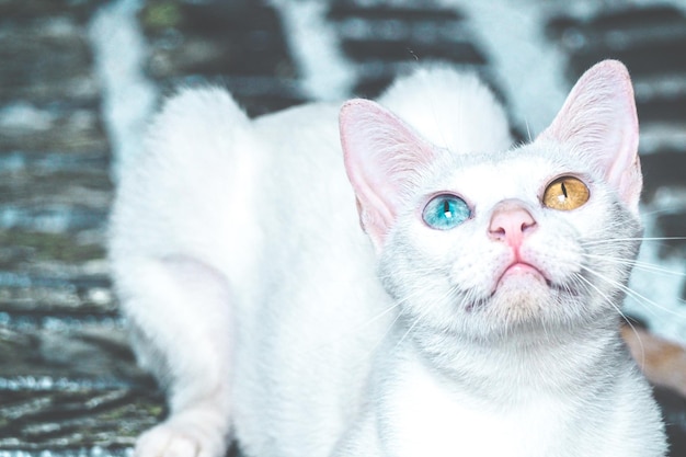 Lindo gatito gato aislado sobre fondo blanco plantilla de banner web en blanco y espacio de copia