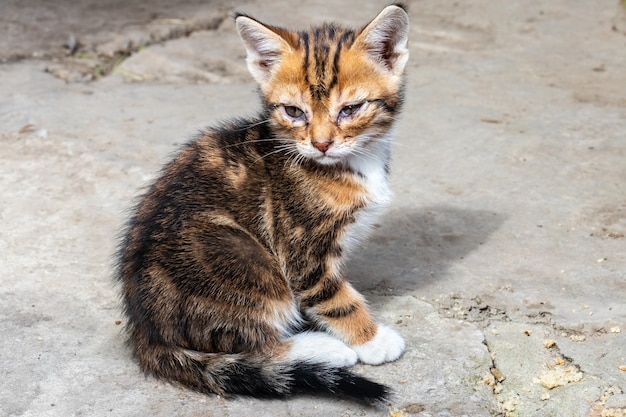 Lindo gatito gato americano de pelo corto