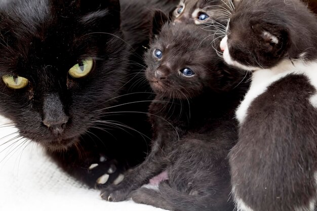 Lindo gatito gato y madre gato