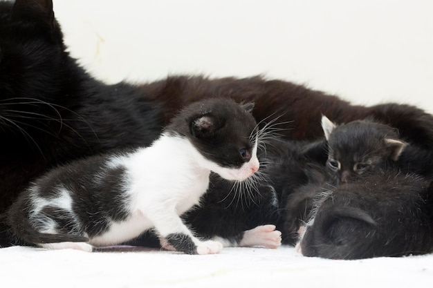 Lindo gatito gato y madre gato