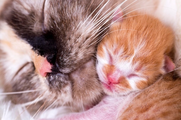 Lindo gatito gato y madre gato