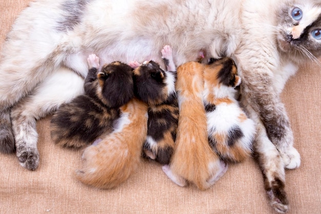 Lindo gatito gato y madre gato