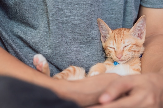 Lindo gatito gato que se queda con el dueño en el fondo de casa.