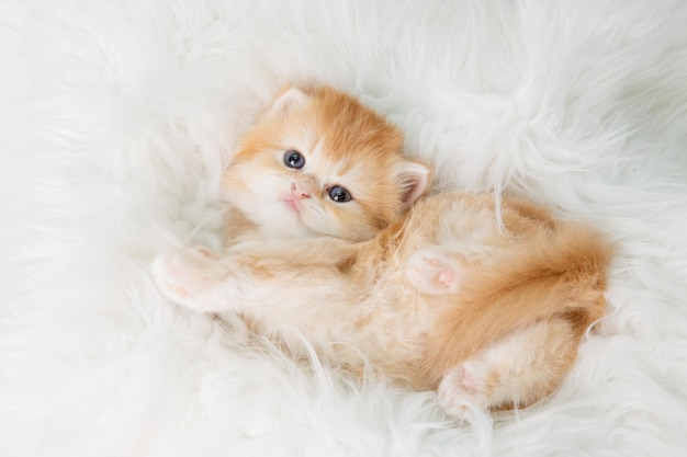 Lindo gatito gracioso está durmiendo acostado sobre su espalda en una manta de piel