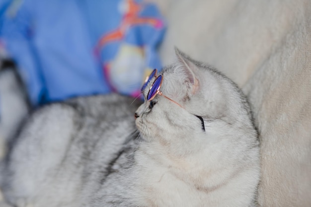 Lindo gatito con grandes ojos amarillos Un gato divertido yace en una silla