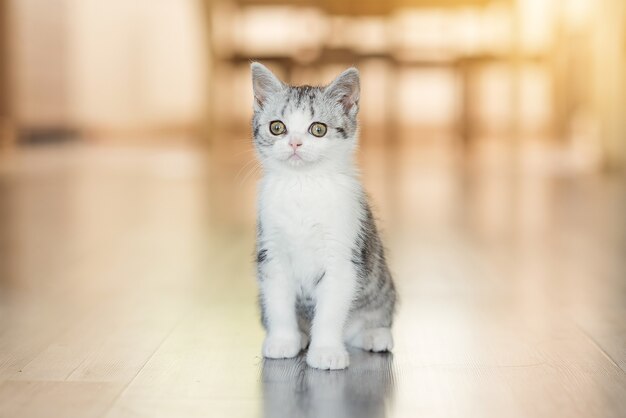 Lindo gatito gris en la acogedora casa