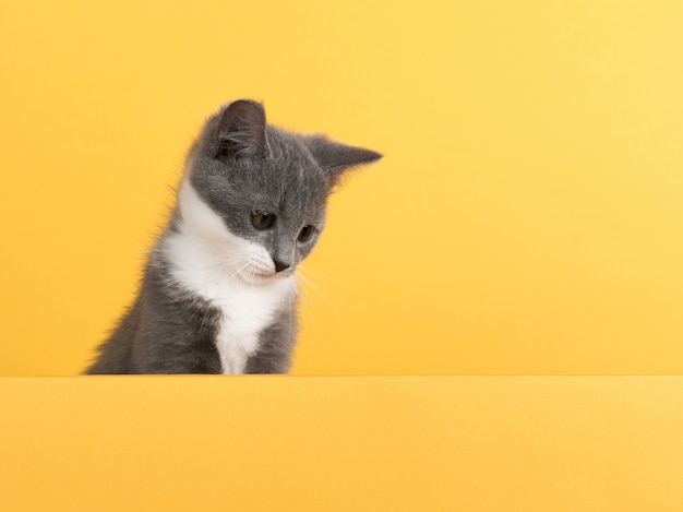 Lindo gatito gris, en un amarillo, se ve y juega. Negocios, copyspace.