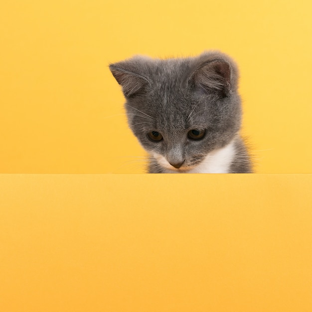 Lindo gatito gris, en un amarillo, se ve y juega. Negocios, copyspace.