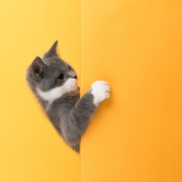 Lindo gatito gris, en un amarillo, se ve y juega. Negocios, copyspace.